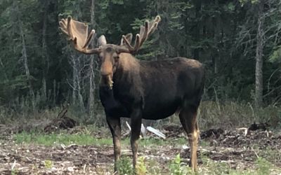 Moose/Elk